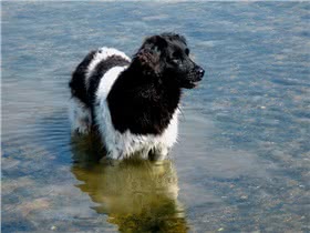 佛瑞斯安水犬