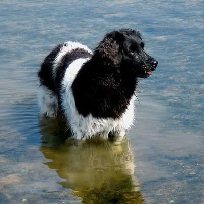 佛瑞斯安水犬