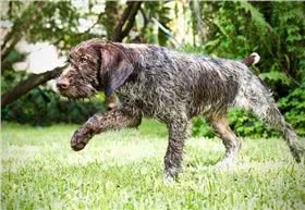 刚毛格里芬指示犬