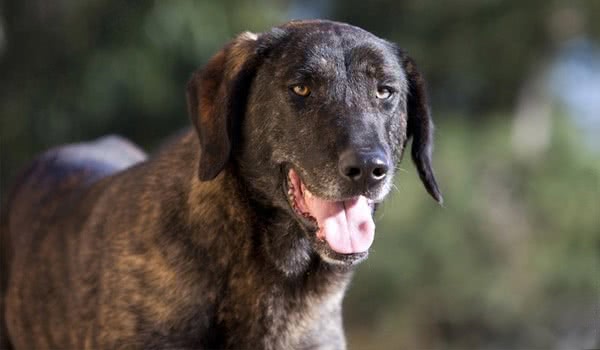 卡斯托莱博瑞罗犬 卡斯托莱博瑞罗犬