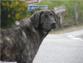 卡斯托莱博瑞罗犬