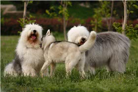 古代英国牧羊犬