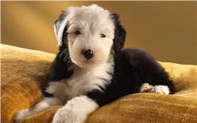 古代英国牧羊犬