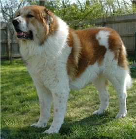 高加索牧羊犬