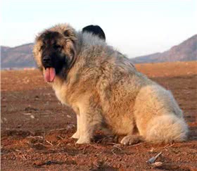 高加索牧羊犬
