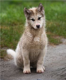 格陵兰犬