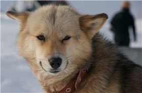 格陵兰犬