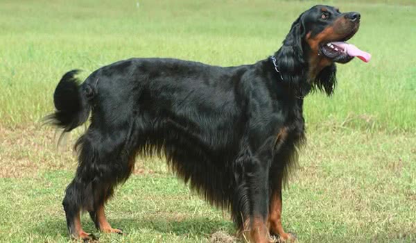戈登赛特犬
