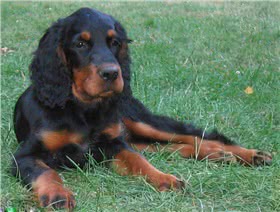 戈登赛特犬