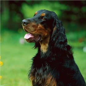 戈登赛特犬