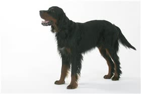 戈登赛特犬