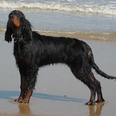 戈登赛特犬