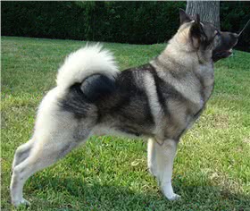 挪威猎鹿犬