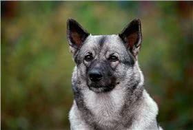 挪威猎鹿犬