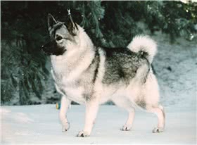 挪威猎鹿犬