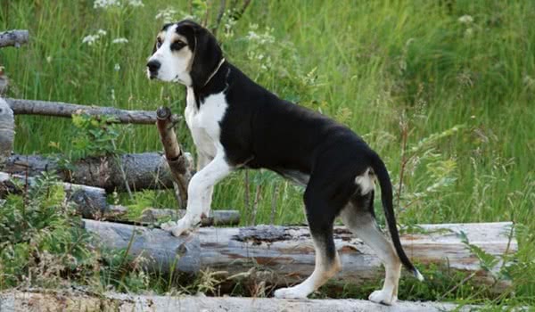 挪威猎犬 挪威猎犬