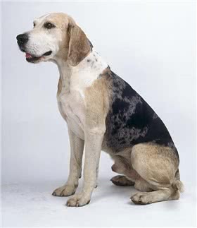 挪威猎犬