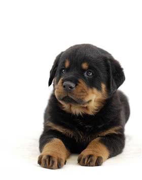 挪威猎犬