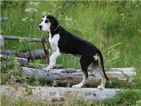 挪威猎犬