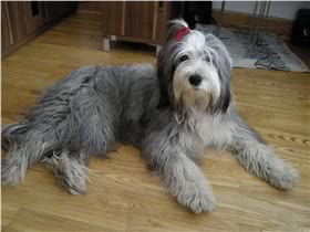 南俄罗斯牧羊犬