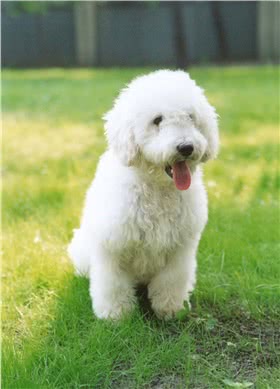南俄罗斯牧羊犬