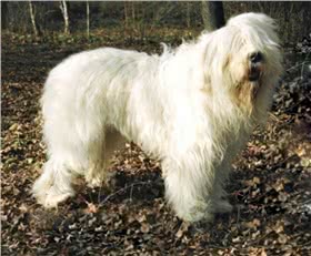 南俄罗斯牧羊犬