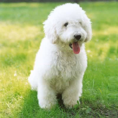 南俄罗斯牧羊犬