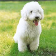 南俄罗斯牧羊犬