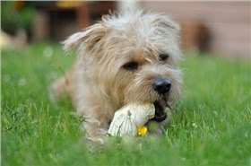 荷兰斯姆茨杭德犬