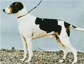 哈尔登猎犬