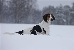 哈尔登猎犬