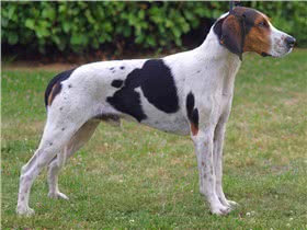 哈尔登猎犬