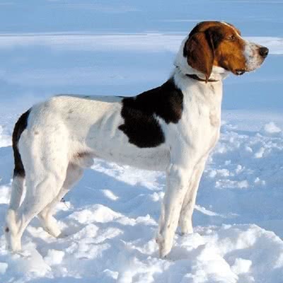 哈尔登猎犬