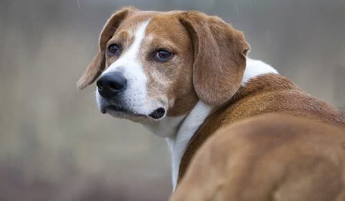 海根猎犬 海根猎犬