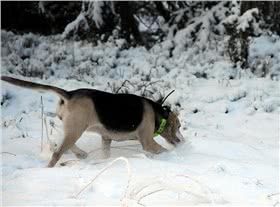 海根猎犬
