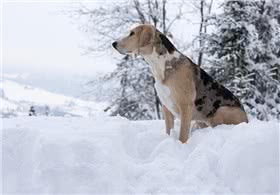 海根猎犬