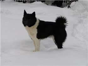 欧式俄国莱卡犬