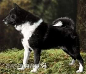 欧式俄国莱卡犬