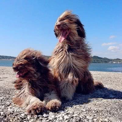 葡萄牙牧羊犬
