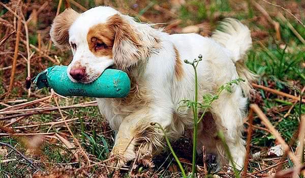 克伦勃猎犬 克伦勃猎犬