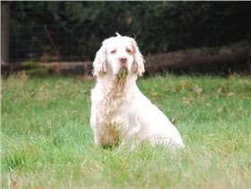 克伦勃猎犬