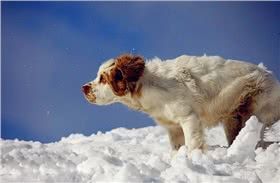克伦勃猎犬