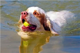 克伦勃猎犬