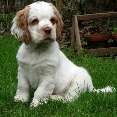 克伦勃猎犬