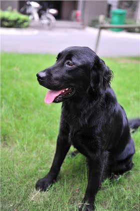 平毛寻回犬