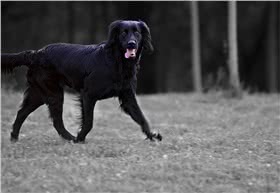 平毛寻回犬