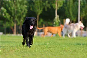 平毛寻回犬
