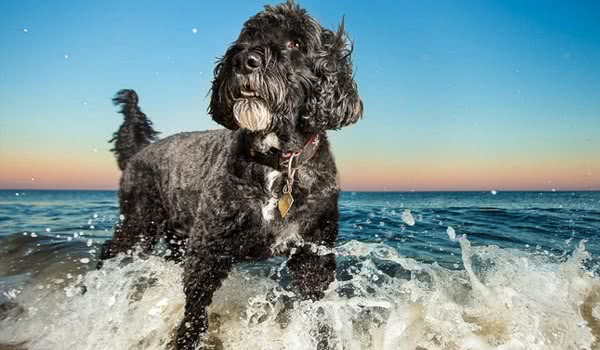 葡萄牙水犬 葡萄牙水犬