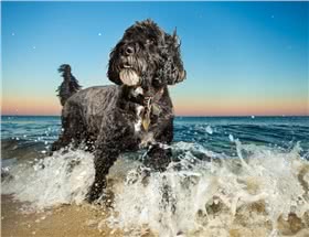 葡萄牙水犬