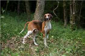 佩狄芬犬